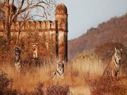 Rajasthan: Tigress and cubs stray into agricultural fields near Ranthambore Nationa..