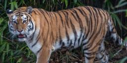 55-year-old tapping worker dies in Kerala after being attacked by tiger