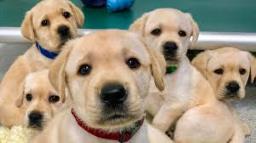 Breakthrough as dogs sniff out cancer before symptoms even appear