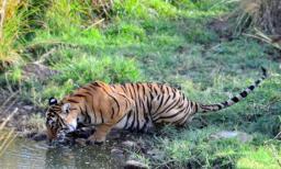 Villagers in fear as Medziphema reports another tiger