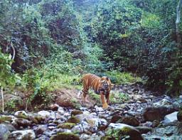 Villagers in fear as Medziphema reports another tiger