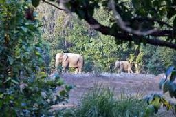 Elephants cause havoc in Chhattisgarh