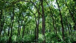 Tripura forest Minister proposes for formation of intelligence unit