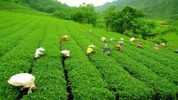 Guwahati Tea Auction Centre sets new record, sells tea worth INR 3,850 crore in FY 2024–25