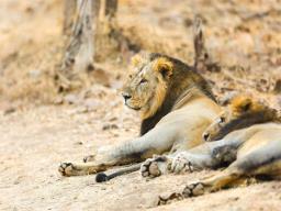 Asiatic lion count in India sees sharp rise, reaches 891: Union Environment Ministe..
