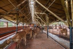 Haryana CM announces Rs 88.5 crore grant for cow shelters across state