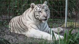 SC orders SIT probe into allegations of unlawful acquisition of animals in Vantara