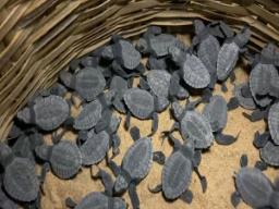 Forest Department seizes approximately 2,000 turtle eggs 