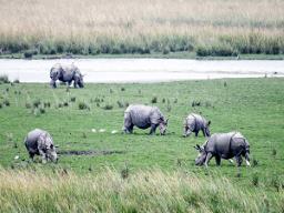 Pobitora Wildlife Sanctuary sets benchmark in rhino conservation with zero poaching..