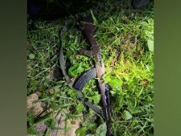 Assam: Armed poacher killed in gunfight with security forces in Kaziranga National ..
