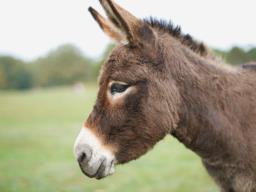 Pakistan: 1,000 kg of unhygienic donkey meat seized in Islamabad