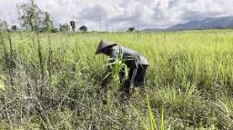 Ethnic conflict leaves farmlands abandoned in Manipur, threatens livelihoods and food security