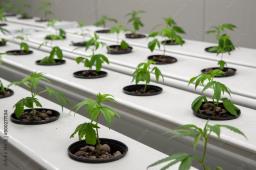 Mumbai Customs seizes INR 8 crore worth of hydroponic weed at CSMI Airport; 4 passe..