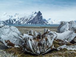 Ancient whale skeletons unearthed by Russian scientists as Arctic glacier retreats