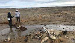 Ancient whale skeletons unearthed by Russian scientists as Arctic glacier retreats