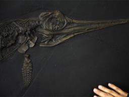 Fossils of unexplored marine lizard species from Jurassic era discovered in Germany