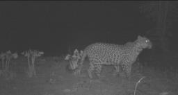 Leopard sighted in Wokha’s Chudi village; big cat recorded on camera