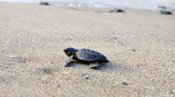 Tamil Nadu witnesses record 2.29 lakh olive ridley turtle hatchlings this season
