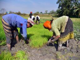 UP government purchasing maize from farmers at MSP for first time in history